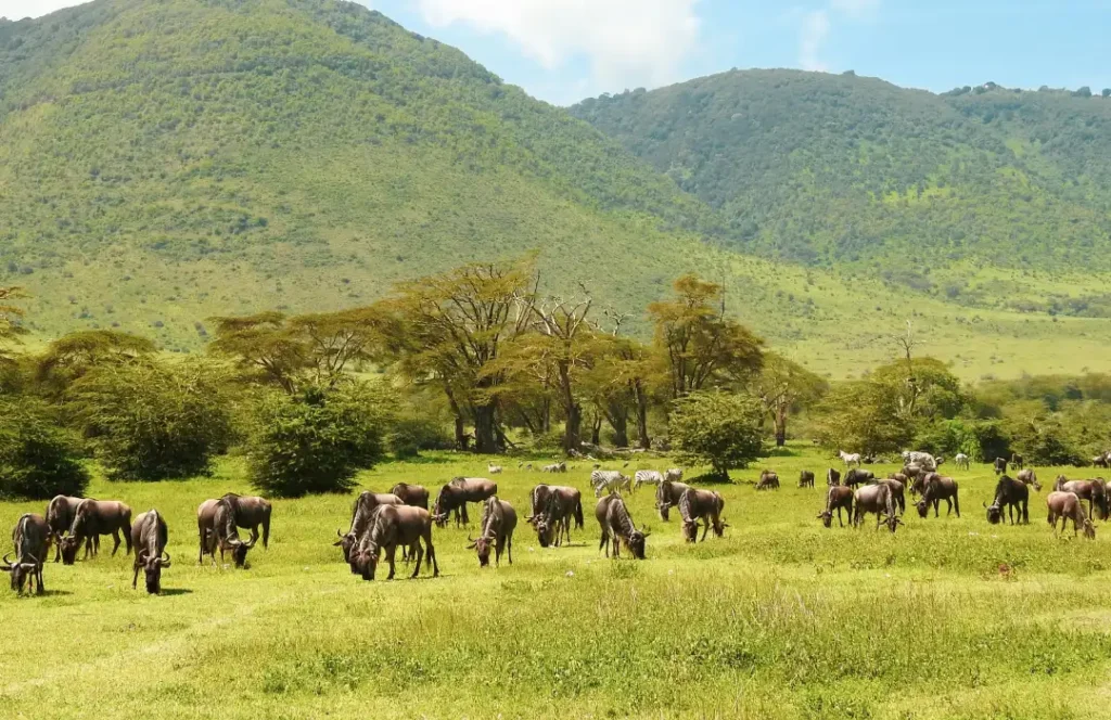 6 Days: Tanzania Safari - Arusha, Tarangire, Serengeti, Arusha Familia Safaris