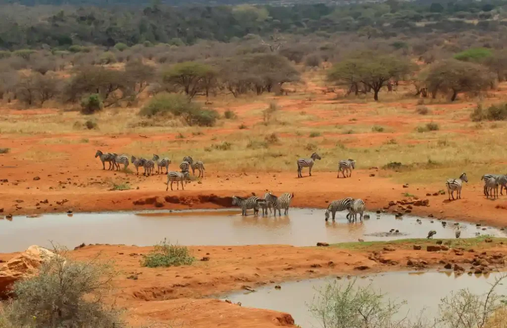 10 Day Kenyan Safari