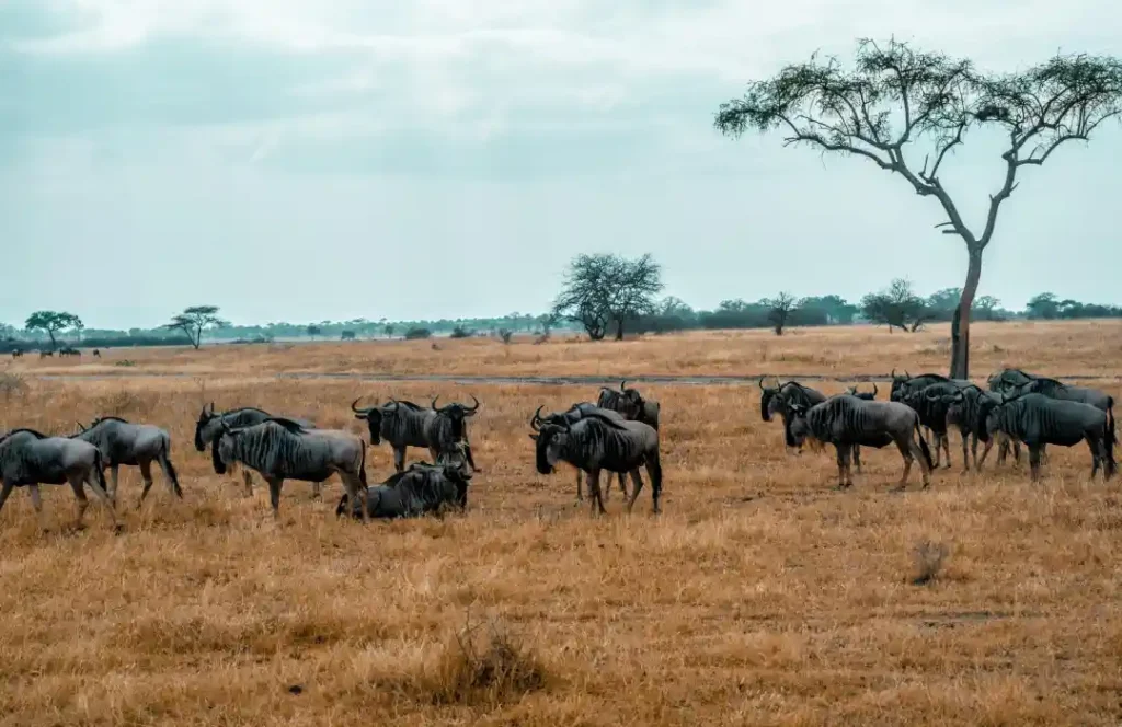 10 Days Tanzania Safari - Arusha, Mt.Kilimanjaro, Tarangire, Serengeti, Ngorongoro, Lake Manyara, Zanzibar