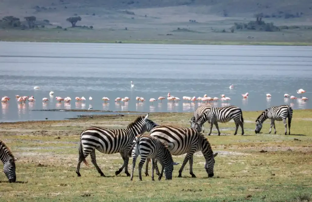 10 Days Tanzania Safari - Arusha, Taranire, Tarangire, Serengeti, Ngorongoro, Lake Manyara, Zanzibar