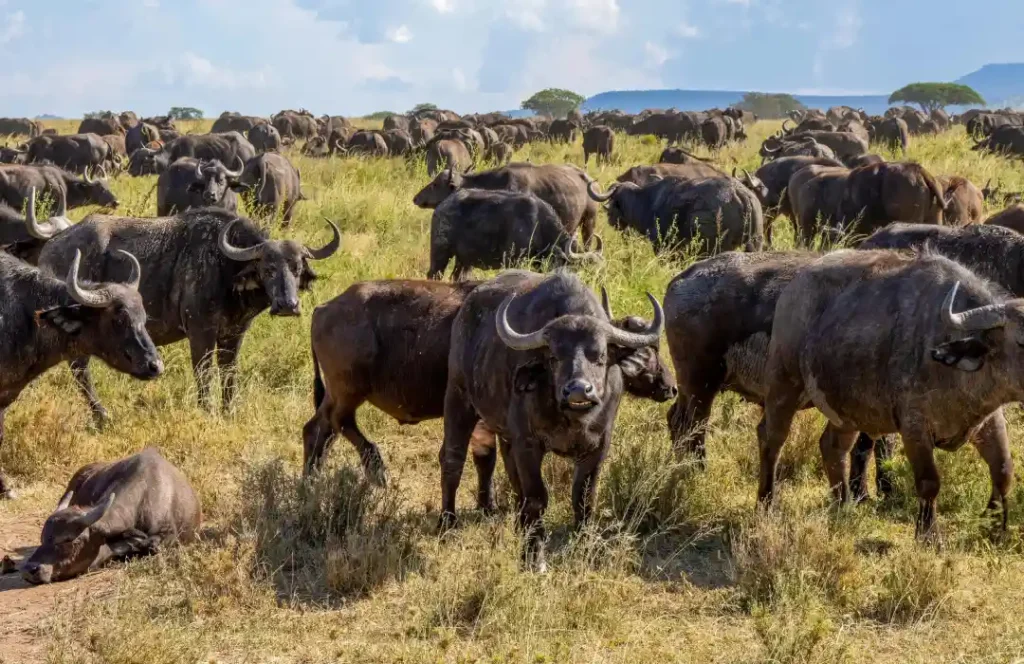 4 Day Kenyan Safari - Nairobi, Lake Naivasha, Masai Mara