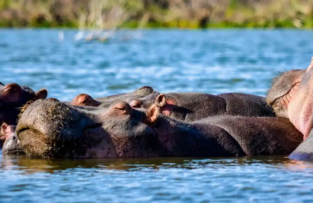 5 Day Kenyan Safari - Nairobi, Lake Naivasha, Lake Nakuru, Masai Mara