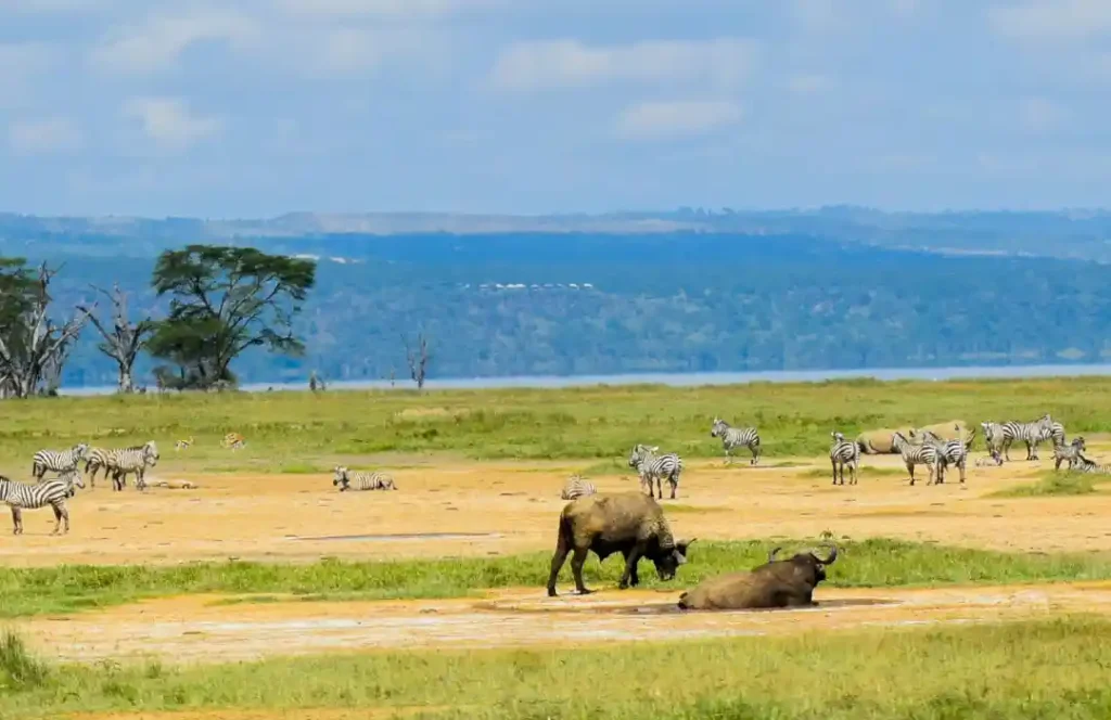 5 Day Kenyan Safari - Nairobi, Lake Naivasha, Lake Nakuru, Masai Mara