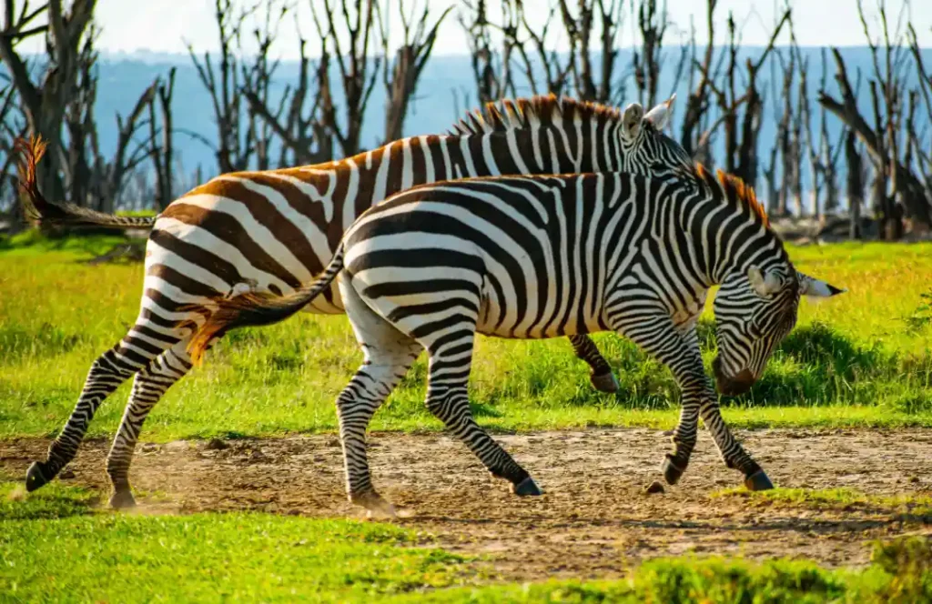 5 Day Kenyan Safari - Nairobi, Lake Naivasha, Lake Nakuru, Masai Mara