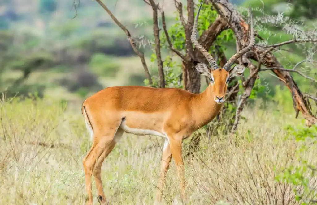 8 Day Kenyan Safari - Nairobi, Samburu, Sweetwaters, Lake Nakuru, Masai Mara, Arusha