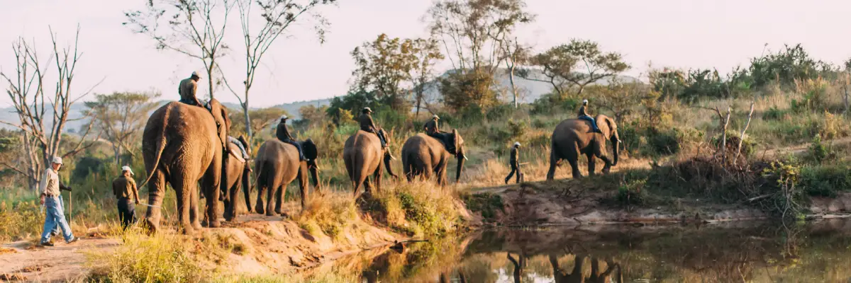 East African jungle safaris