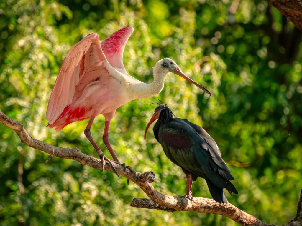 birdlife in rwanda