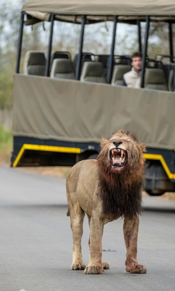 luxury safari africa