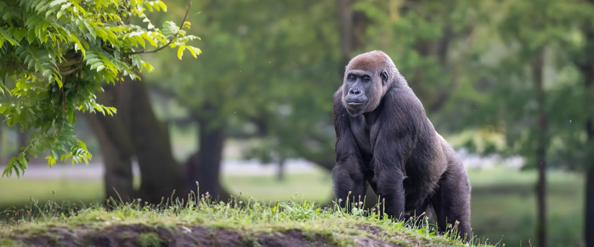 mountain gorilla safari uganda