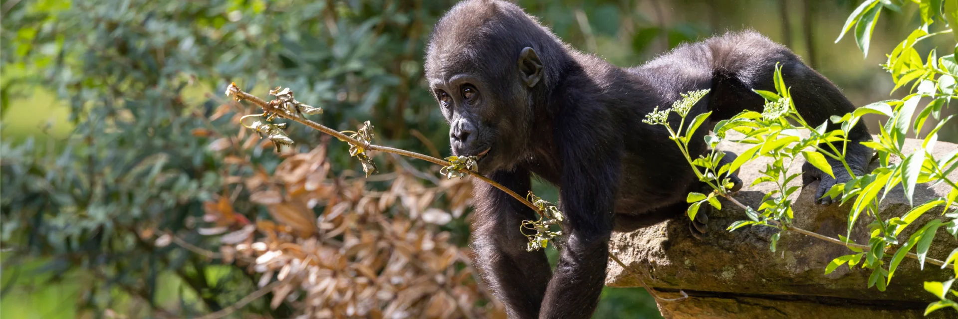 mountain gorilla tours in Rwanda