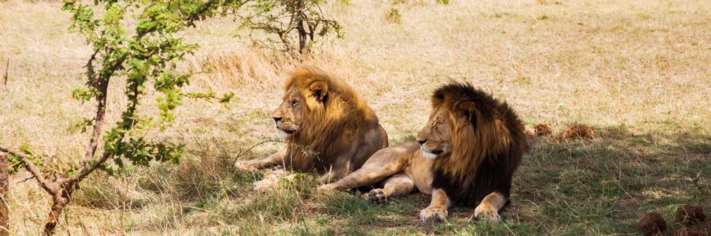 queen elizabeth national park