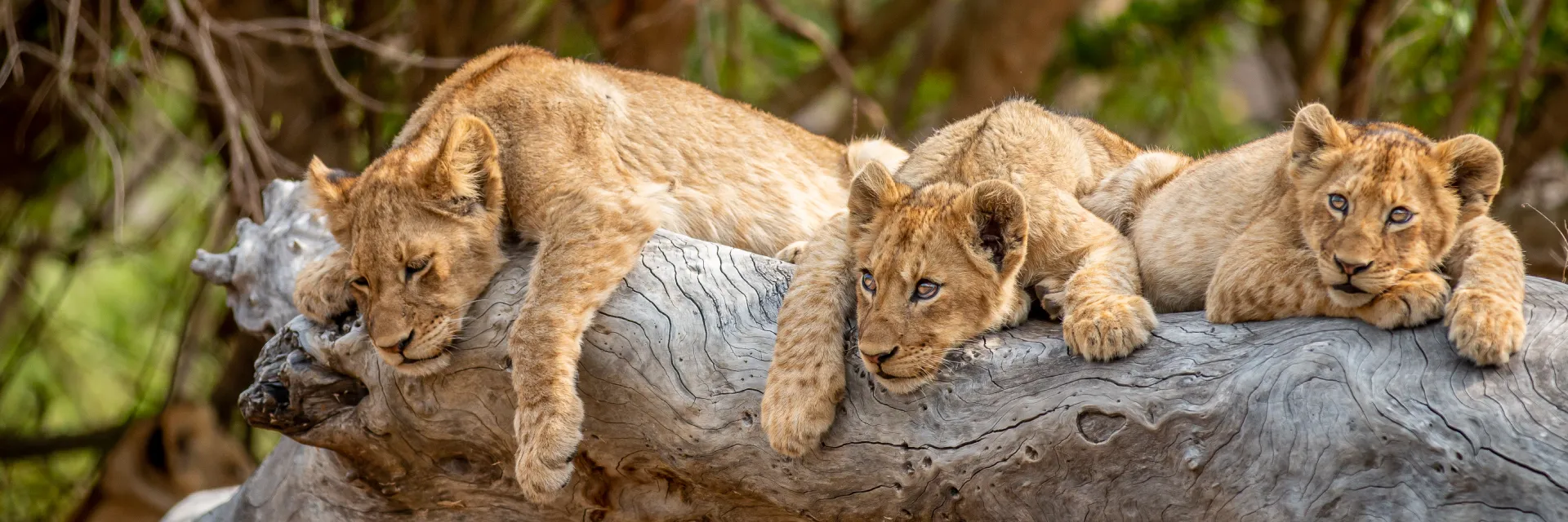 tree climbing lion tours in uganda (1)