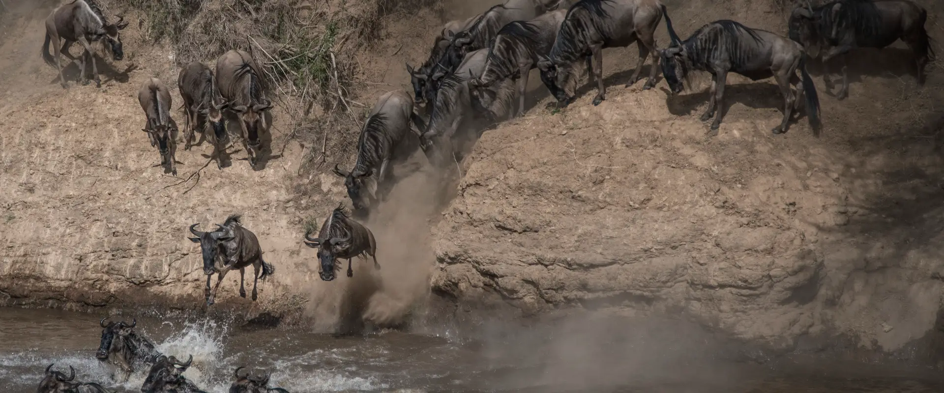 wildebeest-on-yearly-migration